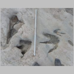 09-DSCN0676cr Juv sauropod theropod baby shallow deep.jpg